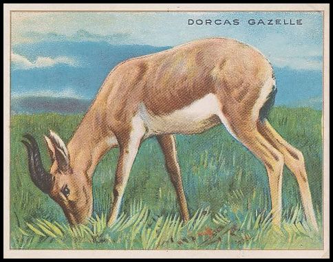22 Dorcas Gazelle